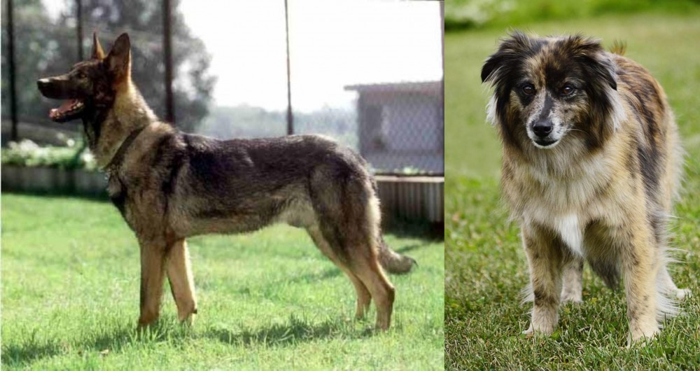 Pyrenean Shepherd vs Kunming Dog - Breed Comparison
