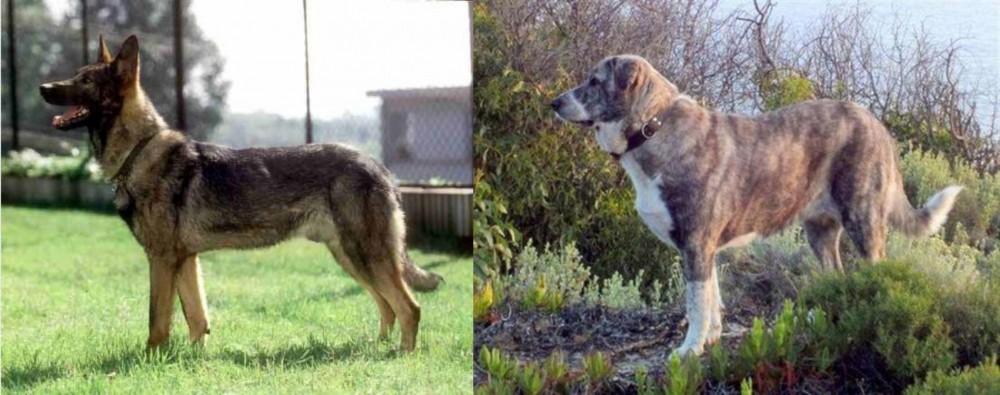 Rafeiro do Alentejo vs Kunming Dog - Breed Comparison