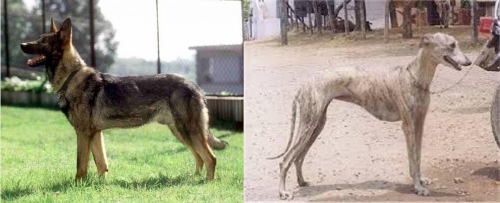 Rampur Greyhound vs Kunming Dog - Breed Comparison