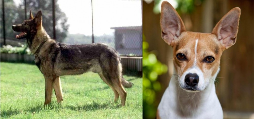 Rat Terrier vs Kunming Dog - Breed Comparison