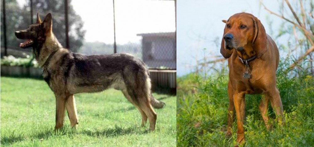 Redbone Coonhound vs Kunming Dog - Breed Comparison