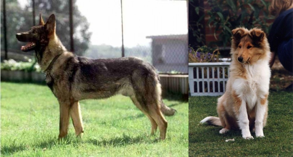 Rough Collie vs Kunming Dog - Breed Comparison