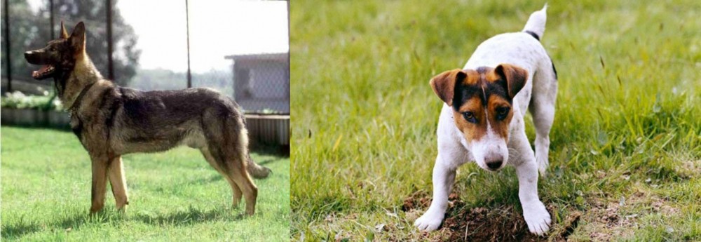 Russell Terrier vs Kunming Dog - Breed Comparison