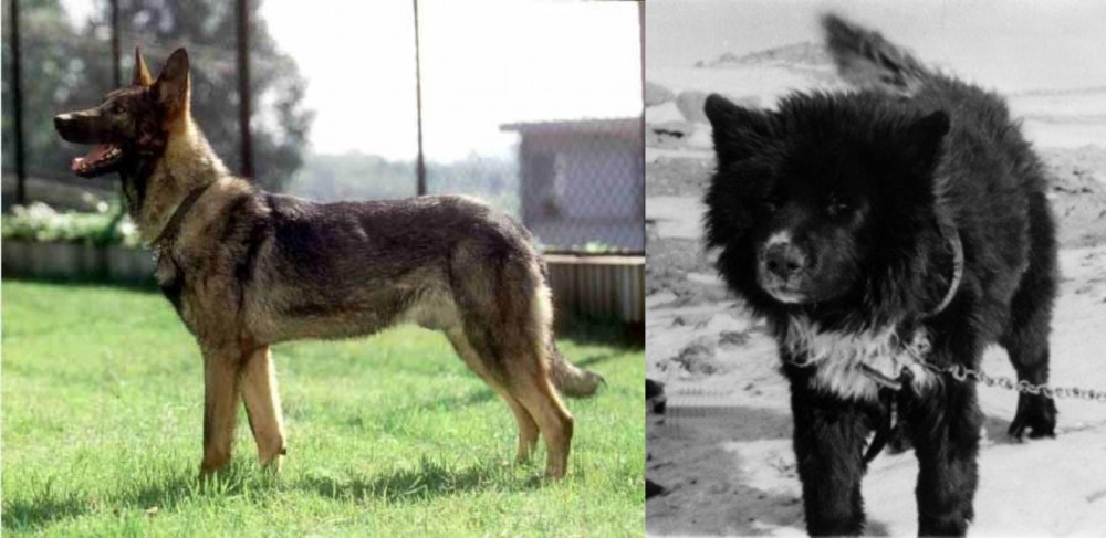 Sakhalin Husky vs Kunming Dog - Breed Comparison