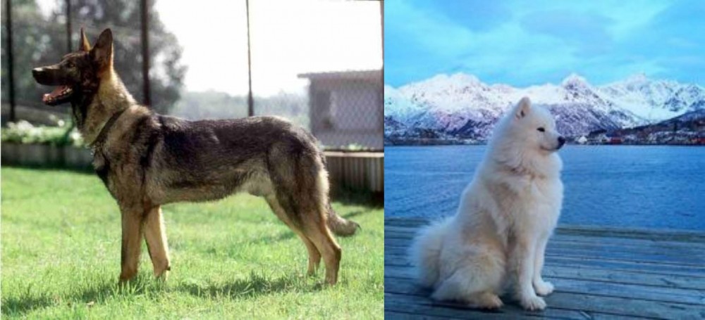Samoyed vs Kunming Dog - Breed Comparison