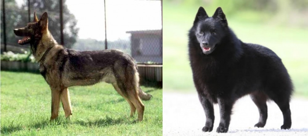 Schipperke vs Kunming Dog - Breed Comparison