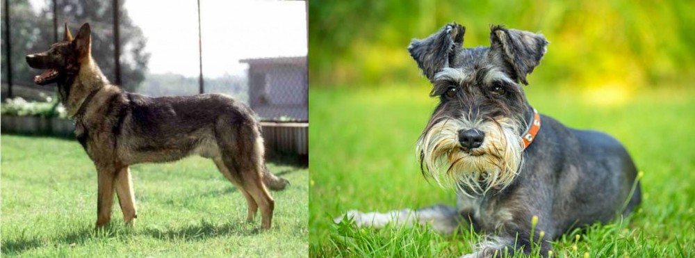 Schnauzer vs Kunming Dog - Breed Comparison