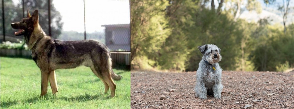 Schnoodle vs Kunming Dog - Breed Comparison