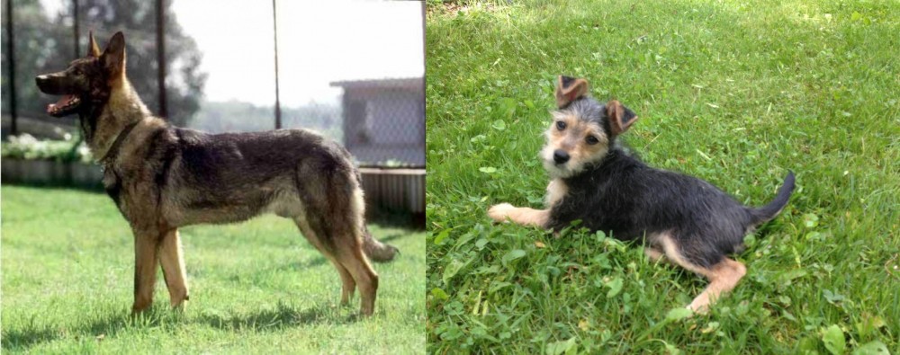 Schnorkie vs Kunming Dog - Breed Comparison