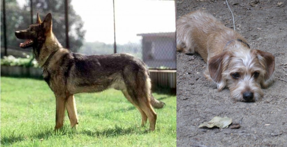 Schweenie vs Kunming Dog - Breed Comparison