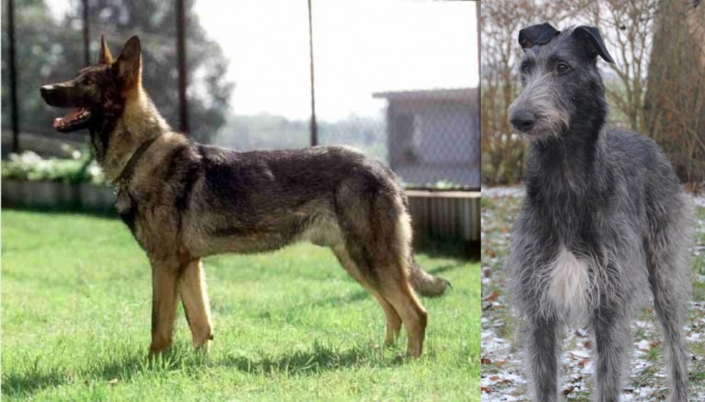 Scottish Deerhound vs Kunming Dog - Breed Comparison