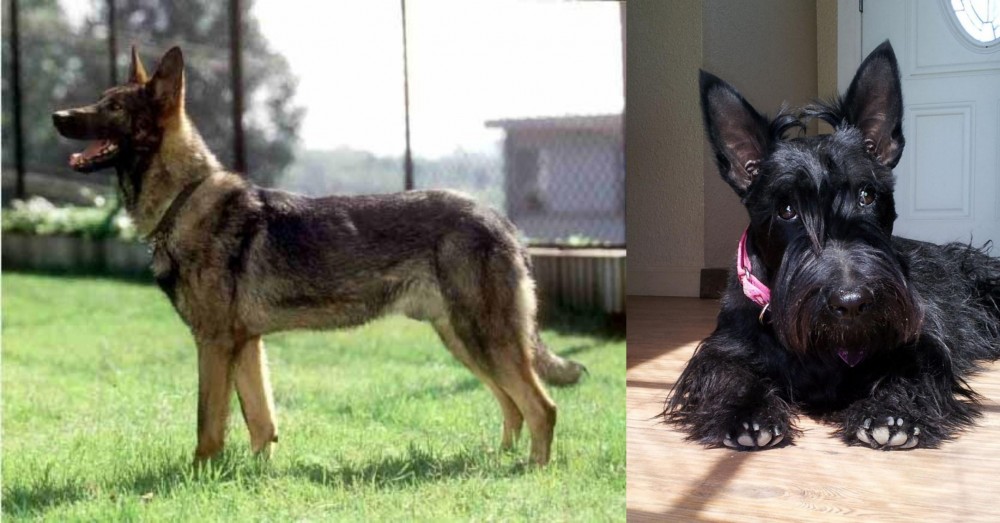 Scottish Terrier vs Kunming Dog - Breed Comparison