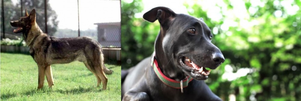 Shepard Labrador vs Kunming Dog - Breed Comparison