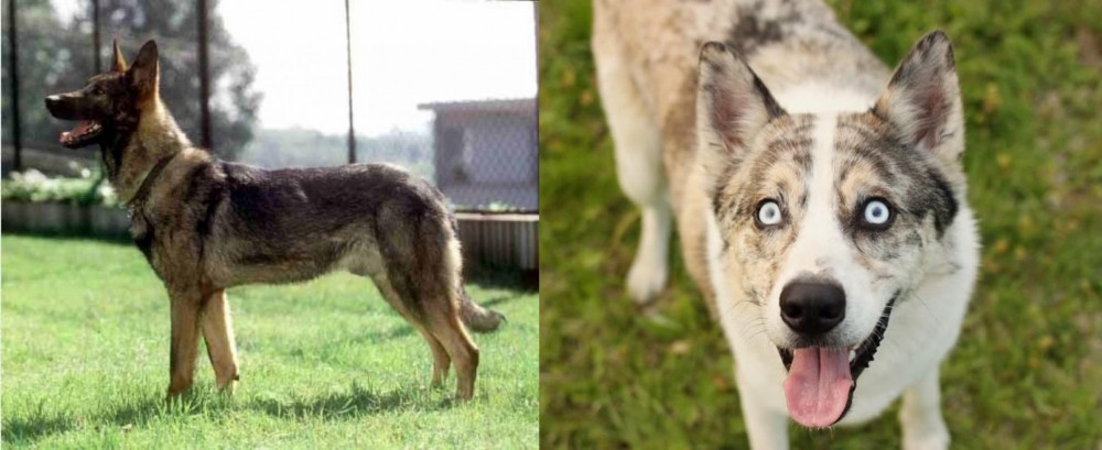 Shepherd Husky vs Kunming Dog - Breed Comparison
