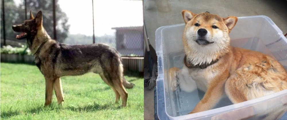 Shiba Inu vs Kunming Dog - Breed Comparison