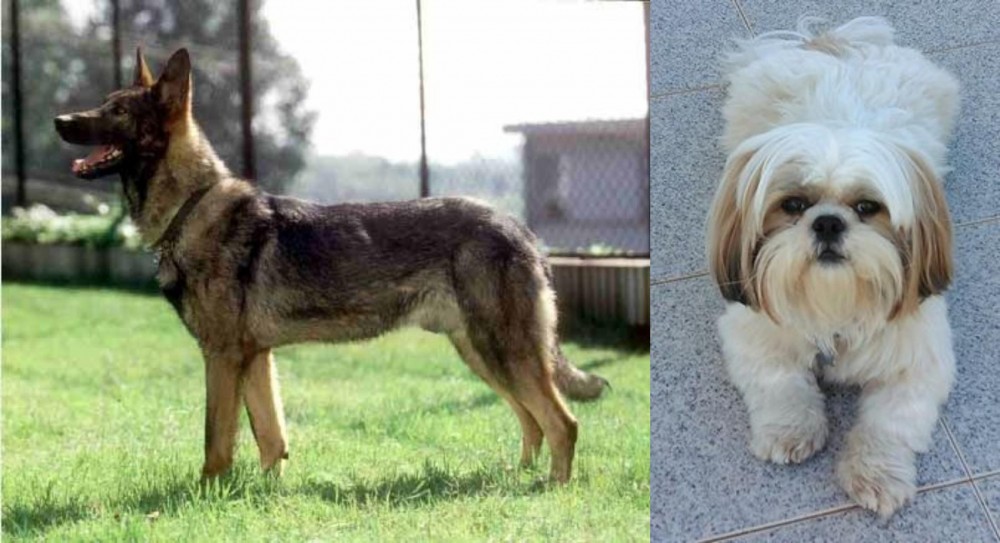 Shih Tzu vs Kunming Dog - Breed Comparison