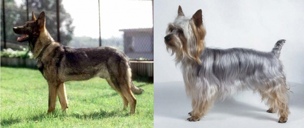 Silky Terrier vs Kunming Dog - Breed Comparison