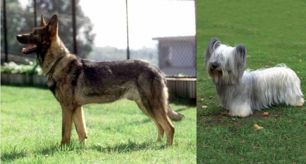 Skye Terrier vs Kunming Dog - Breed Comparison