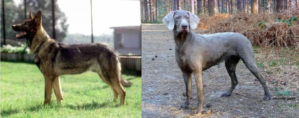 Slovensky Hrubosrsty Stavac vs Kunming Dog - Breed Comparison