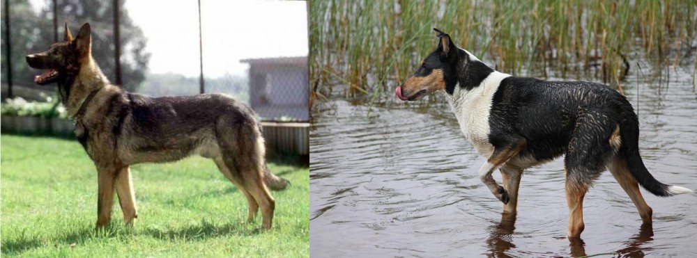 Smooth Collie vs Kunming Dog - Breed Comparison
