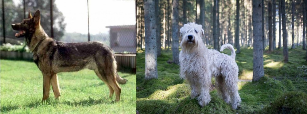 Soft-Coated Wheaten Terrier vs Kunming Dog - Breed Comparison