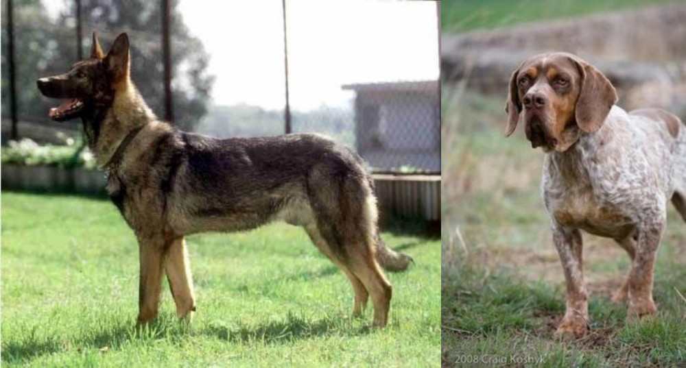 Spanish Pointer vs Kunming Dog - Breed Comparison