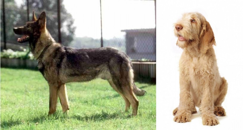 Spinone Italiano vs Kunming Dog - Breed Comparison