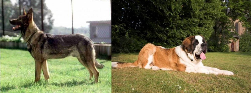 St. Bernard vs Kunming Dog - Breed Comparison