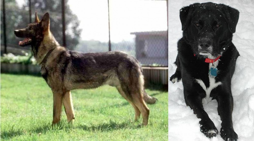 St. John's Water Dog vs Kunming Dog - Breed Comparison
