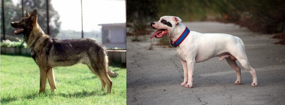 Staffordshire Bull Terrier vs Kunming Dog - Breed Comparison
