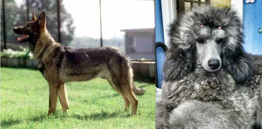 Standard Poodle vs Kunming Dog - Breed Comparison