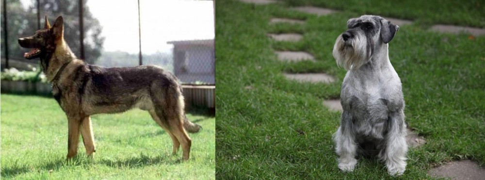 Standard Schnauzer vs Kunming Dog - Breed Comparison