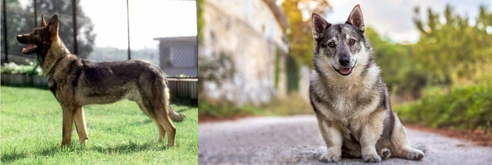 Swedish Vallhund vs Kunming Dog - Breed Comparison