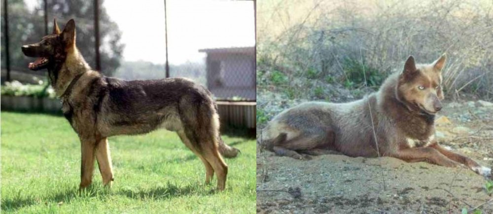 Tahltan Bear Dog vs Kunming Dog - Breed Comparison