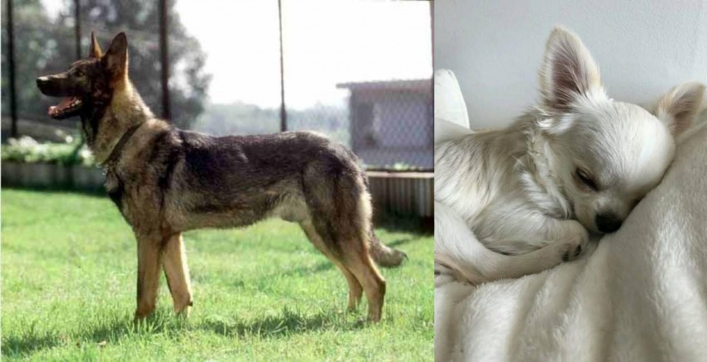 Tea Cup Chihuahua vs Kunming Dog - Breed Comparison