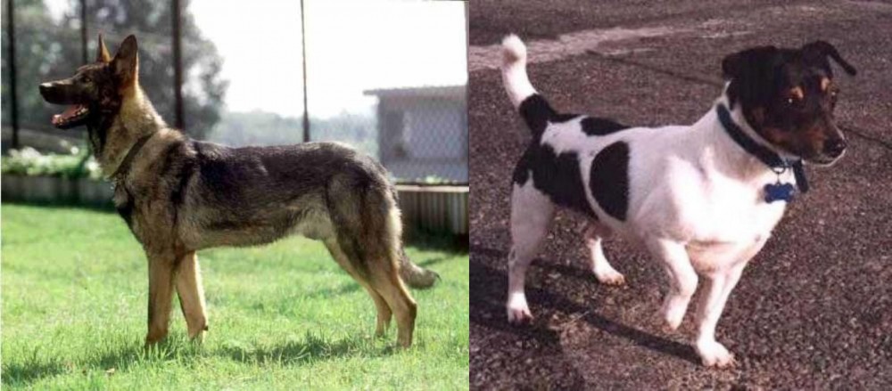 Teddy Roosevelt Terrier vs Kunming Dog - Breed Comparison