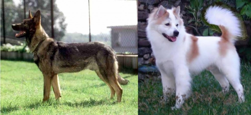 Thai Bangkaew vs Kunming Dog - Breed Comparison