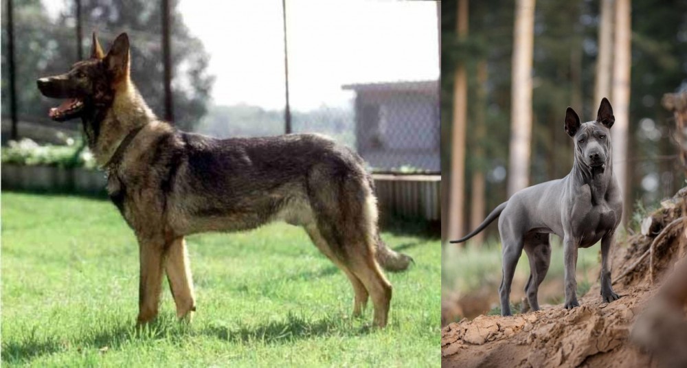 Thai Ridgeback vs Kunming Dog - Breed Comparison