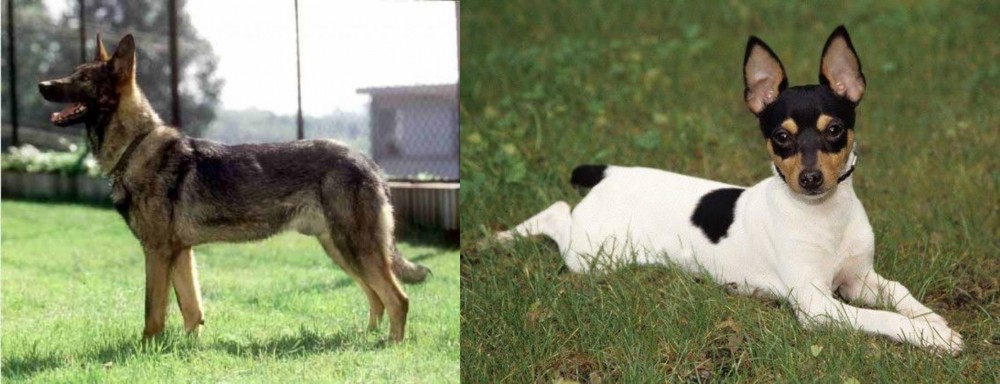 Toy Fox Terrier vs Kunming Dog - Breed Comparison