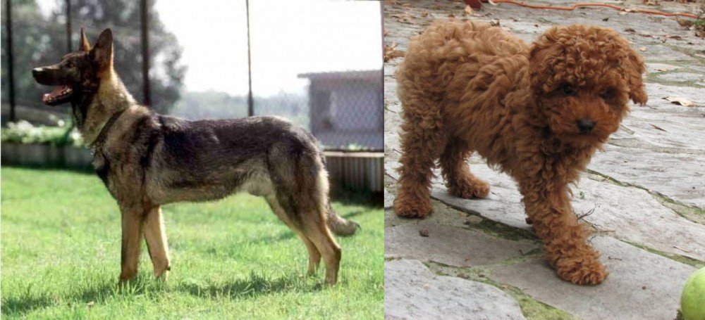 Toy Poodle vs Kunming Dog - Breed Comparison