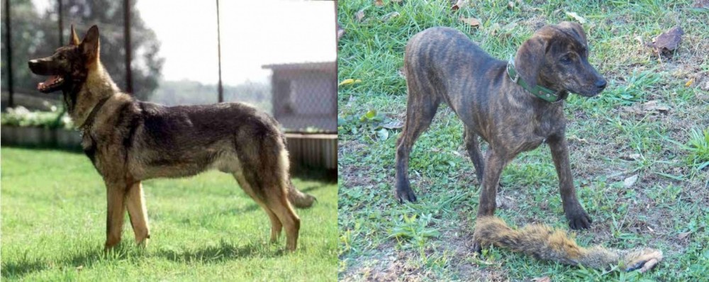Treeing Cur vs Kunming Dog - Breed Comparison