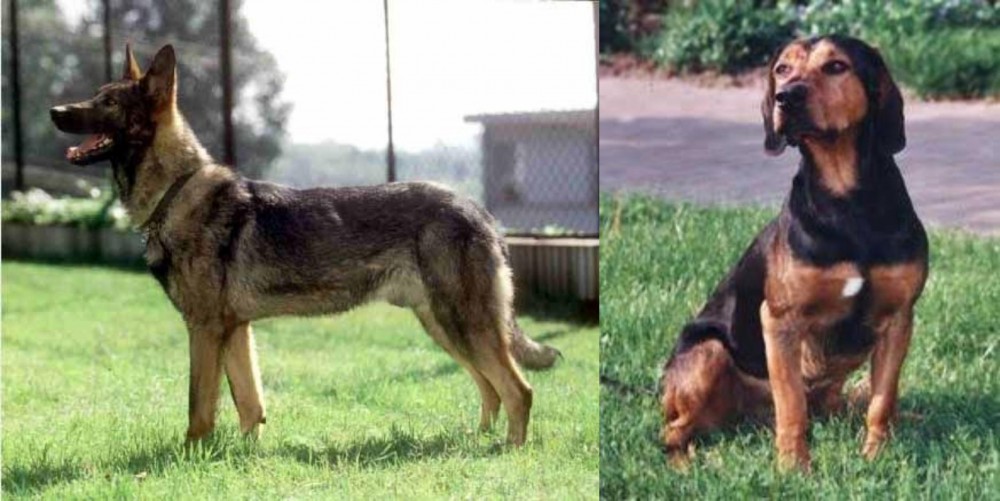 Tyrolean Hound vs Kunming Dog - Breed Comparison