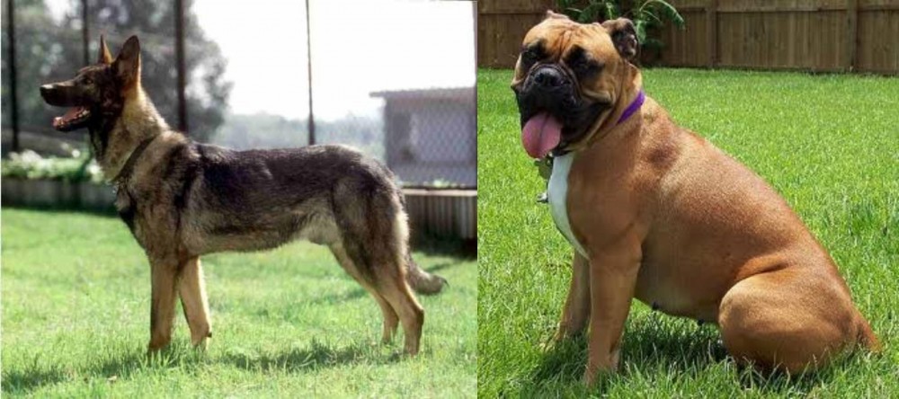 Valley Bulldog vs Kunming Dog - Breed Comparison