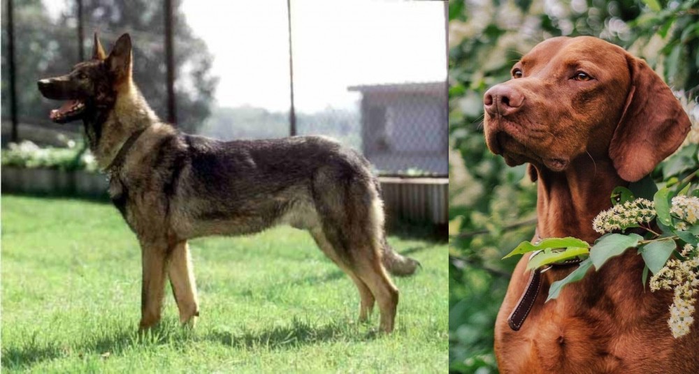 Vizsla vs Kunming Dog - Breed Comparison
