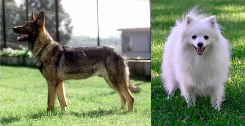 Volpino Italiano vs Kunming Dog - Breed Comparison