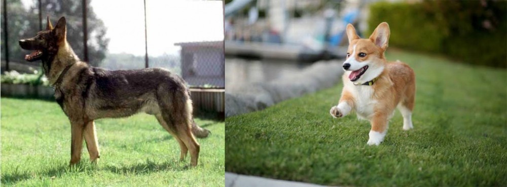 Welsh Corgi vs Kunming Dog - Breed Comparison