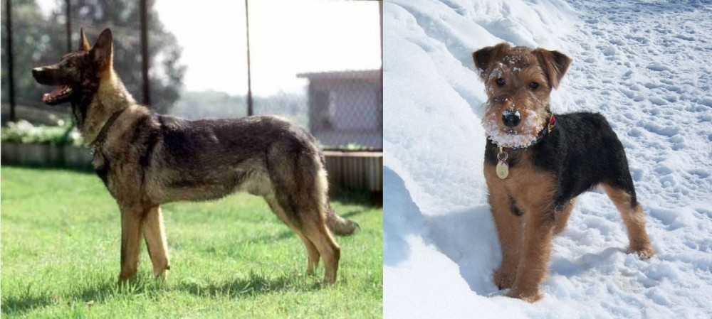 Welsh Terrier vs Kunming Dog - Breed Comparison