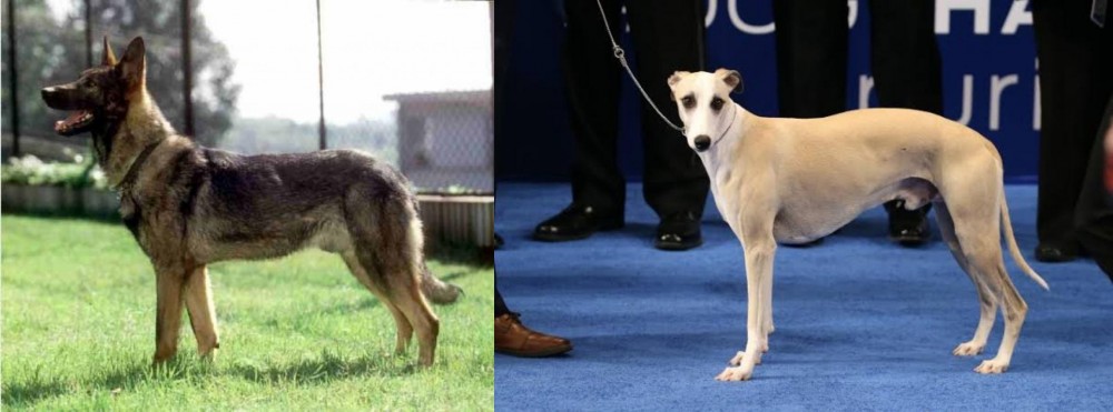 Whippet vs Kunming Dog - Breed Comparison