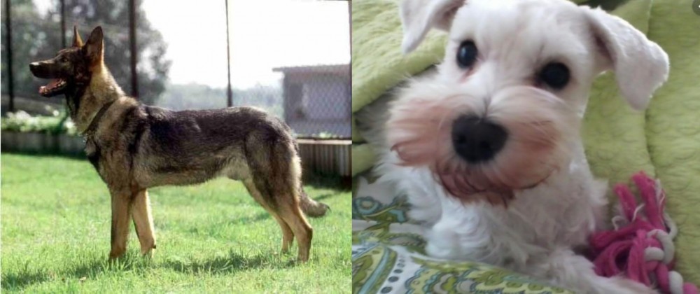 White Schnauzer vs Kunming Dog - Breed Comparison