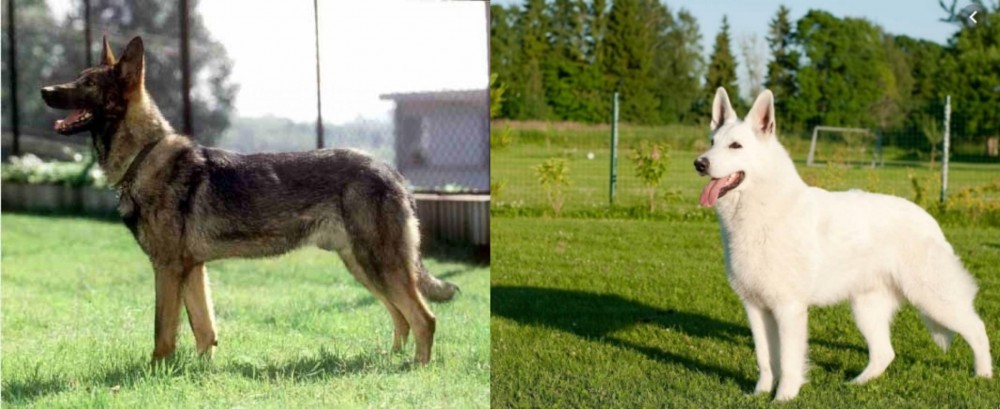 White Shepherd vs Kunming Dog - Breed Comparison